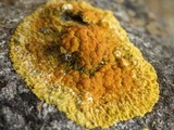 Caloplaca flavescens image
