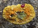 Caloplaca flavescens image