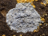 Caloplaca variabilis image