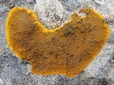 Caloplaca aurantia image