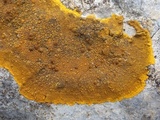 Caloplaca aurantia image