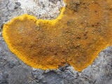 Caloplaca aurantia image
