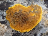 Caloplaca aurantia image