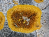Caloplaca aurantia image