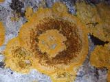 Caloplaca aurantia image