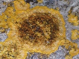 Caloplaca aurantia image