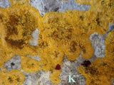 Caloplaca aurantia image