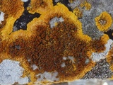 Caloplaca aurantia image