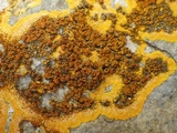 Caloplaca aurantia image