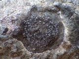 Caloplaca variabilis image
