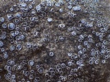 Caloplaca variabilis image