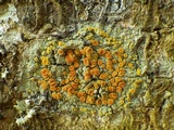 Caloplaca pyracea image