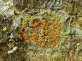 Caloplaca pyracea image