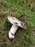 Agaricus bitorquis image