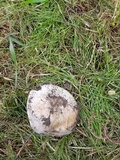 Agaricus bitorquis image