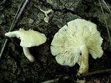 Lentinus tigrinus image