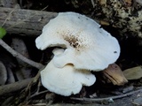 Lentinus tigrinus image