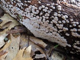Xylobolus frustulatus image