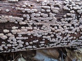 Xylobolus frustulatus image