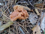 Gyromitra korfii image