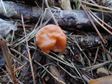 Gyromitra korfii image