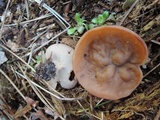 Discina ancilis image
