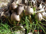 Coprinopsis romagnesiana image