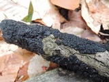 Exidia nigricans image
