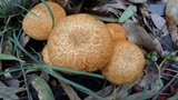 Phaeolepiota aurea image