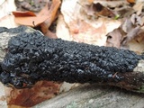 Exidia nigricans image