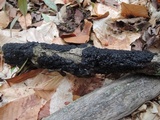 Exidia nigricans image