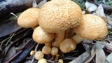 Phaeolepiota aurea image