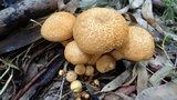 Phaeolepiota aurea image