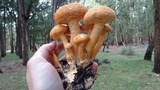 Phaeolepiota aurea image