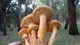 Phaeolepiota aurea image
