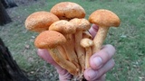 Phaeolepiota aurea image