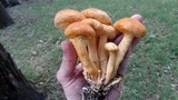 Phaeolepiota aurea image