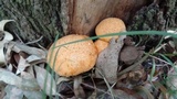 Phaeolepiota aurea image