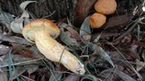 Phaeolepiota aurea image