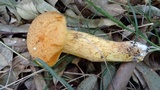 Phaeolepiota aurea image