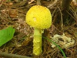 Amanita amerimuscaria image