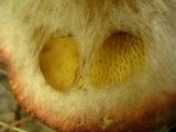 Suillus spraguei image