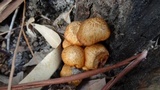 Phaeolepiota aurea image