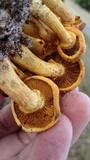Phaeolepiota aurea image