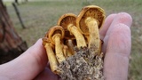 Phaeolepiota aurea image