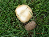 Stropharia coronilla image