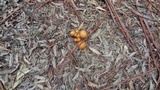 Phaeolepiota aurea image