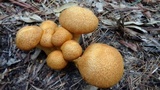 Phaeolepiota aurea image