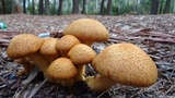 Phaeolepiota aurea image
