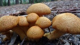 Phaeolepiota aurea image